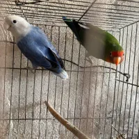 فروش یک جفت کتوله تخمگذار