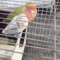 کوتوله برزیلی جفت و جوجه کوتوله