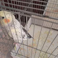 عروس هلندی ماده باقفس
