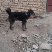 واگذاری سگ