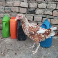 ۲تا مرغ