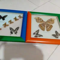تابلوی پروانه