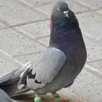 ماده پر