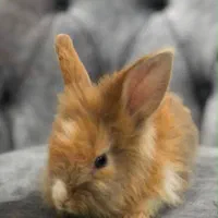 خرگوش ماده باردار