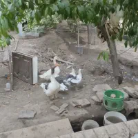 غاز اکراینی