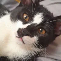 واگذاری گربه