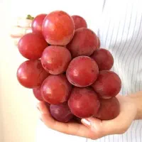 توزیع کود کامل میکرو ، نهالستان