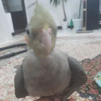 جوجه عروس هلندی