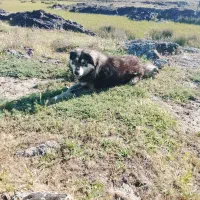 سگ گله