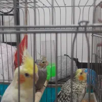 عروس هلندی جفت با جوجه