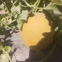 سلام دوستان خربزه درجه یک و شیرین