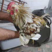 خروس چهل تاج جوان وسرحال نژادار