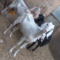 گوسفنده فروشی