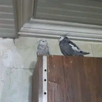 دوعدد عروس هلندی خوشگل
