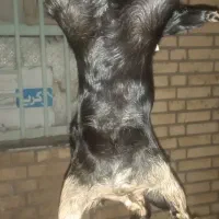 هیزه جای روغن