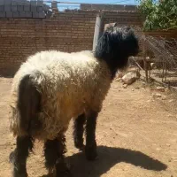 بره قوچی