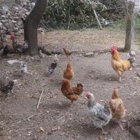 مرغ