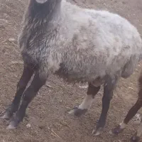 قوچ بختیاری در سرخس