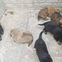 توله سگ نگهبان ژرمن