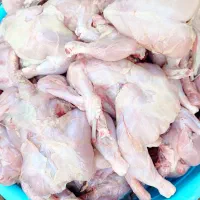 غذای سگ وگربه پای مرغ اسکلت