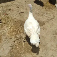 ماده