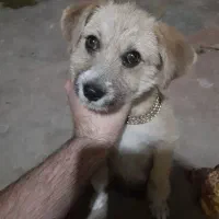 سگ نژاد پودل کراس رنگ گلد لایت نر