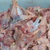 ضایعات مرغ