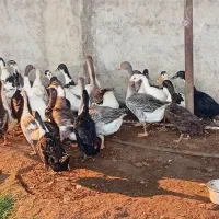 غاز و اردک