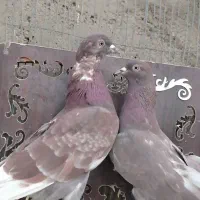 20جفت کفترشمرونی اصل تهران