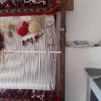 دارقالی ۶متری به فروش میرسد