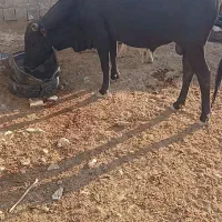 دو عدد گوساله نر چاق