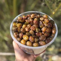 رطب و خرما خاصه