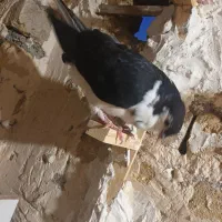 کبوتر جوجه ساده سیاه واکسی خوشگل درشت