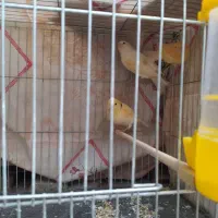 ۴قناری موزاییکی|پرنده|خرم‌آباد, |دیوار