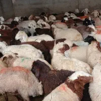 گوسفندزنده باقصاب