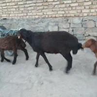 قوچ