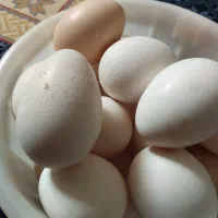 تخم بوقلمون نطفه دار برای تو دستگاه وزیر پای مرغ