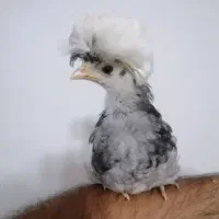 جوجه لهستانی