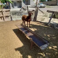بره ماده جنس