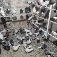 کبوتر ناب