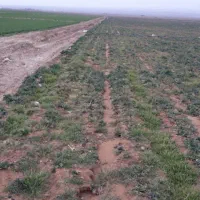 زمین-تجاری-مسکونی-کهکیلویه-و-بویر-احمد