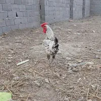 خروس پاکوتاه