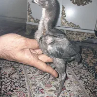 جوجه لاری