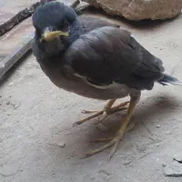 جوجه مرغ مینا