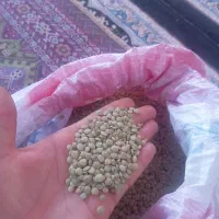 عدس خراسان شمالی شهر شیروان