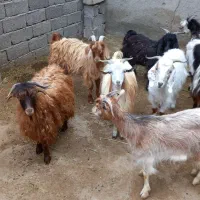 بز نر و ماده