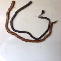 تسبیح هسته خرما