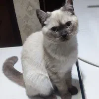 واگذاری فوری دختر خانوم اسکاتیش