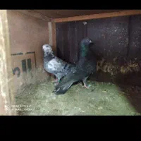 کفتر  پروازی نسل قدیم