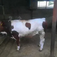 گوساله سیمنتال